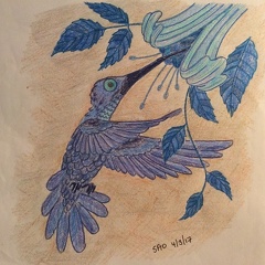 Kolibřík