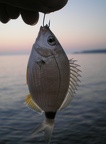 Nejkouzelnější prázdniny - Stříbrná rybka