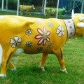 Kráva