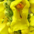 Žlutý květ zblízka
