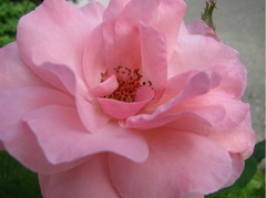 Nejrůžovější foto - Růžovost růží 