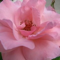 Nejrůžovější foto - Růžovost růží 