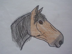 Profil koně