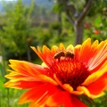 Nejkouzelnější foto - Včelička na květu 