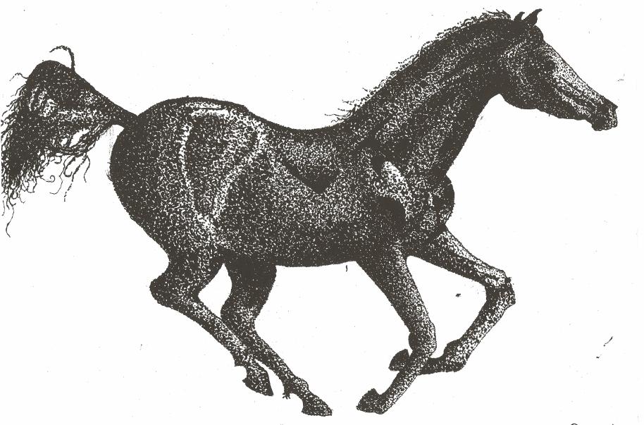 Kůň