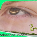 Adanedhel Bloom
