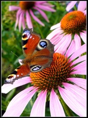Nejkouzelnější foto - Pí³zující motýl