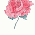 Růže 1