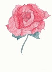 Růže 1