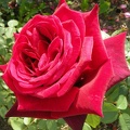 Nejrůžovější foto - Růže