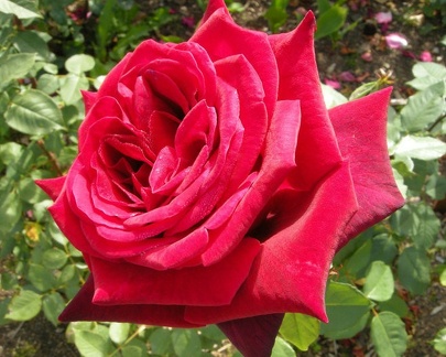 Nejrůžovější foto - Růže