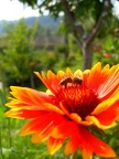 Nejkouzelnější foto - Včelička na květu 