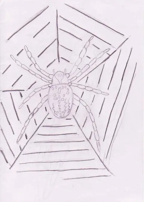 Pavouček