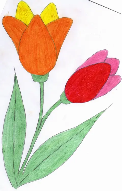 Tulipány