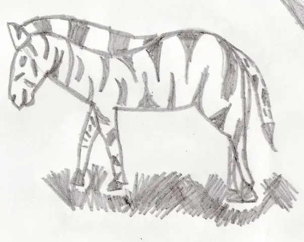 Zebra