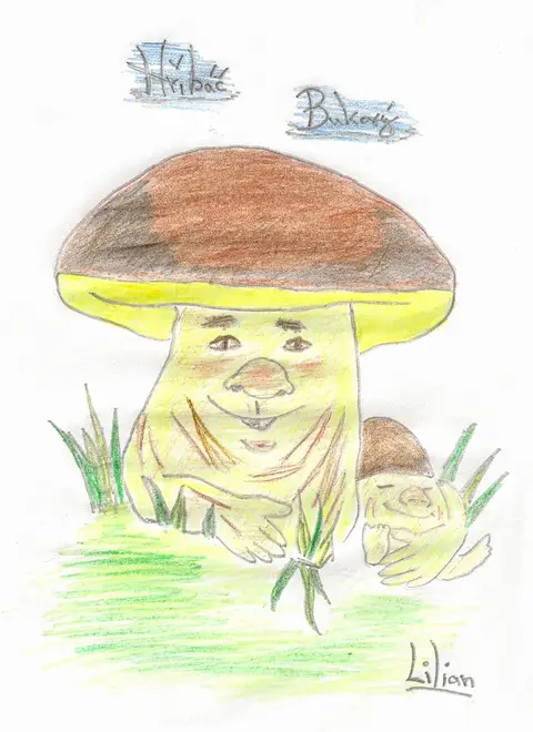 Hřibáč Bukový