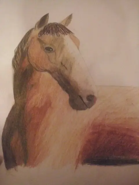 Kůň