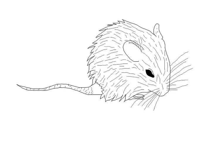 Myš