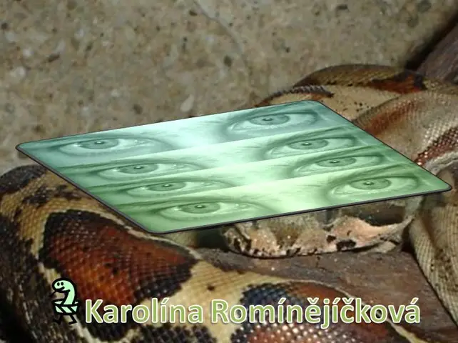 Karolína Rominějíčková