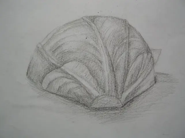 studie zelí