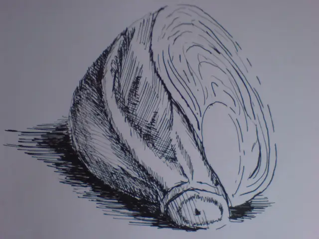 Studie zelí (perokresba)
