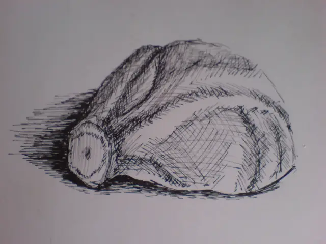 Studie Zelí 2 (perokresba)