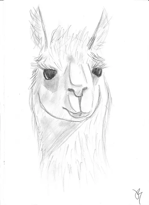 Lama Alapaka