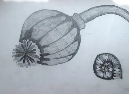 Máček a ulitka
