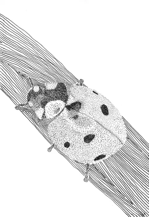 Berucha