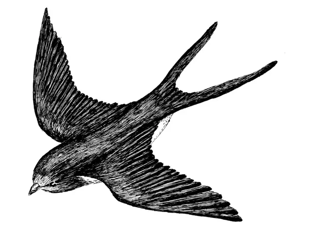 Vlaštovka