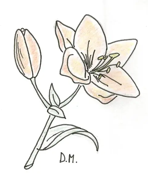 Lily