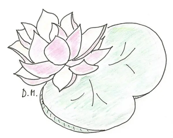 Water lily