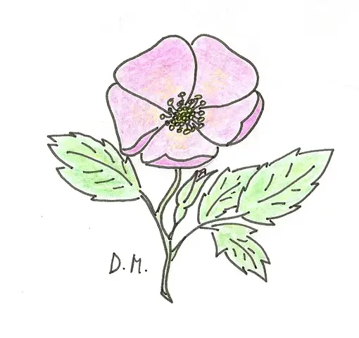 Brier Rose
