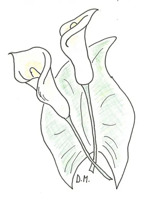 Calla