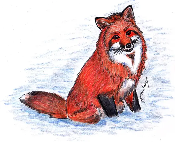 Liška