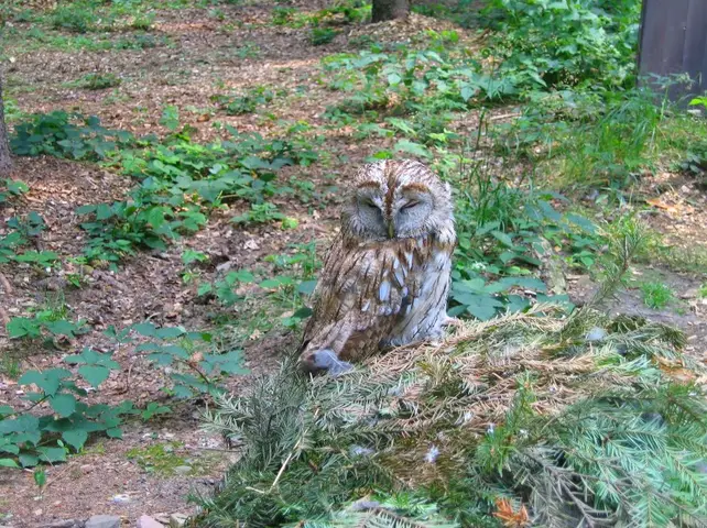 Nejkouzelnější foto - Spící sova