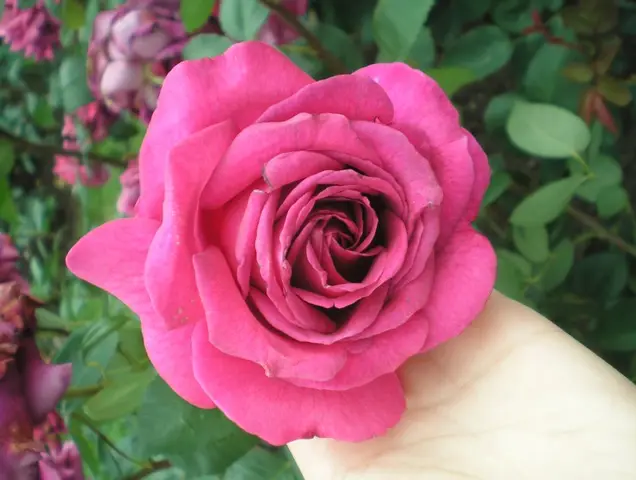 Nejrůžovější foto - Růžová
