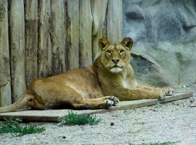 Živá zvířata - ZOO Olomouc 01