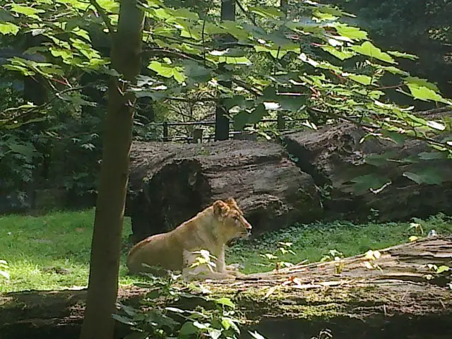 Kategorie Živá zvířata - Zoo Ostrava 02