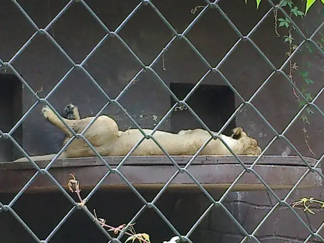 Kategorie Živá zvířata - Zoo Ostrava 01