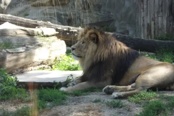 Živá zvířata - ZOO Olomouc 02