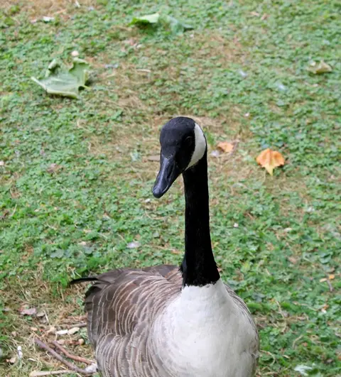 Zvíře