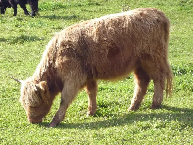 Zvíře