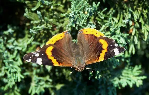 Hekatea Centaurix