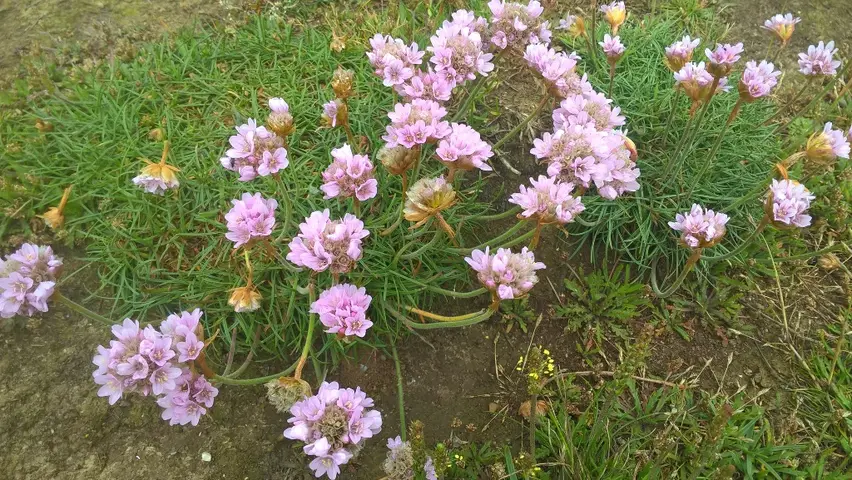 Hortenzie Pomněnková