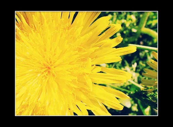 Dandelion