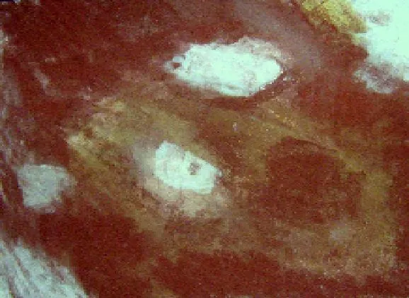 Motýlí krajina