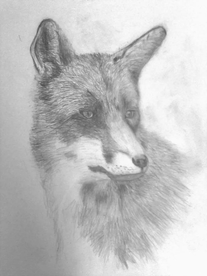 Liška