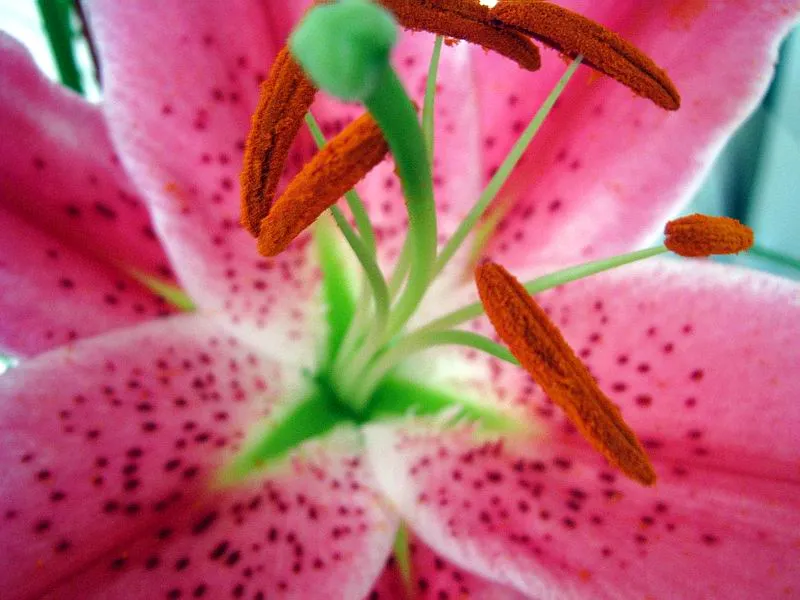 Orchidea