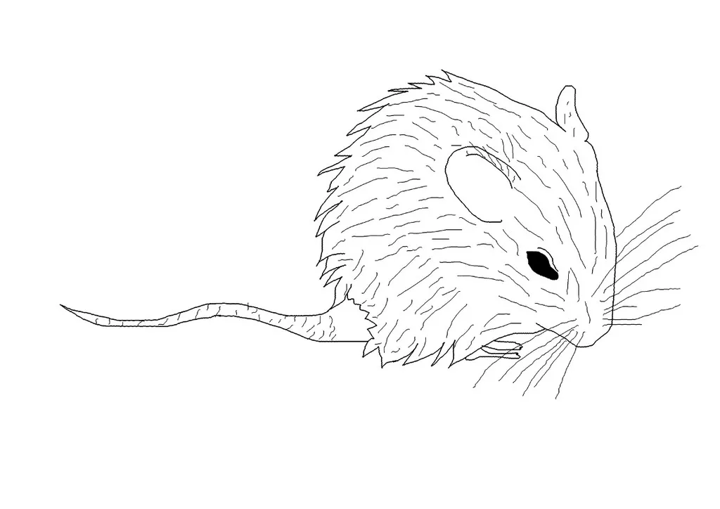 Myš
